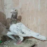 هفرنگ نر