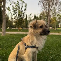 سگ گمشده|حیوانات|نجف‌آباد, صالح آباد|دیوار