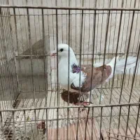 9عدد کبوتر خوب|پرنده|اردبیل, |دیوار