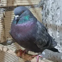 تعدادی کبوتر پرشی|پرنده|لاهیجان, گلستان|دیوار