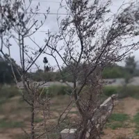 زمین مسکونی