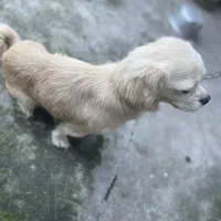 سگ پیکینیز اشپیتز نژاد دار