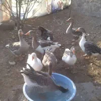 ۱۰ عدد غاز نر و ماده
