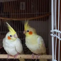 عروس‌سخن‌گو