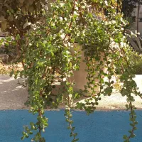 انواع گلهای طبیعی|گل و گیاه طبیعی|ورامین, ورامین|دیوار