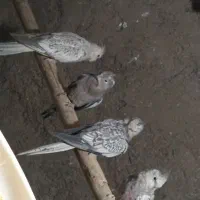 عروس هلندی