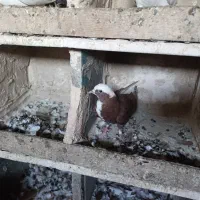 کبوتر|پرنده|مراغه, |دیوار