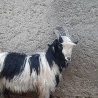 چپش دوبر بزغاله|حیوانات مزرعه|باغ بهادران, |دیوار