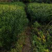 خرزهره ،میخک،مینیاتوری،شمشادطلایی،کاج|خدمات باغبانی و درختکاری|چابکسر, |دیوار