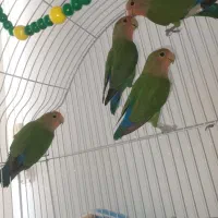 طوطی برزیلی|پرنده|قروه, |دیوار