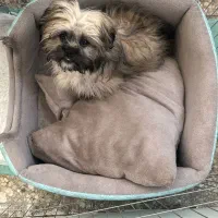 شیتزوسوپرفلت