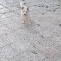 سگ خانگی بازیگوش