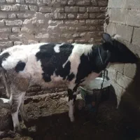 گوساله ماده