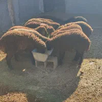 تعداد بره ماده به فورش میرسه.و تعداد شون 12عدد|حیوانات مزرعه|نیشابور, دارایی|دیوار