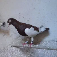 کفتر قره