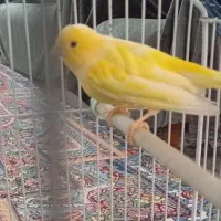 قناری|پرنده|فارسان, |دیوار