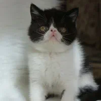 اگزاتیک شورت هیر|گربه|تهران, فردوس|دیوار