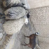 بره|حیوانات مزرعه|شاهین‌شهر, مورچه خورت|دیوار