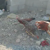 سلاممرغوخروسفروشی|حیوانات مزرعه|توکهور, |دیوار