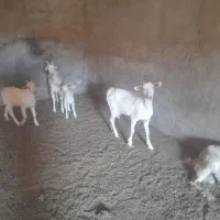 بز و کرهی|حیوانات مزرعه|مهریز, |دیوار