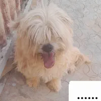 سگ پشمالو خونگی
