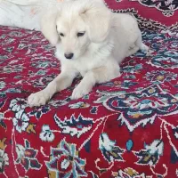 سگ پا کوتاه|سگ|آران و بیدگل, |دیوار