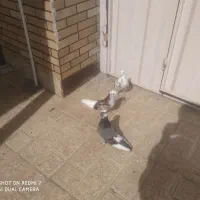 کبوتر|پرنده|هشتگرد, شهرک افشاریه|دیوار