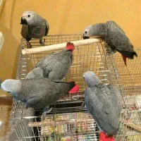 تخم نطفه دار کاسکو دم قرمز