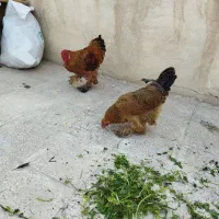 مرغ وخروس برهما