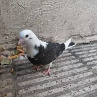 یک جفت کفتر پرشی به همراه یک عدد جوجه بوم ندیده