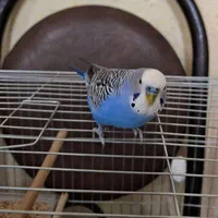 گم شده
