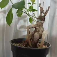 گل وگیاه