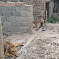 سگ نر نگهبان