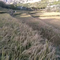 زمین فروشی|فروش زمین و ملک کلنگی|مارگون, |دیوار