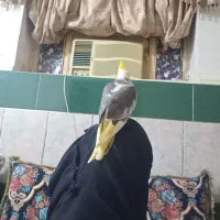 گمشده|حیوانات|میناب, |دیوار