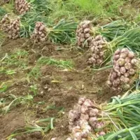 سیر سفید بدون واسطه|خوردنی و آشامیدنی|همدان, |دیوار