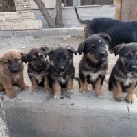 توله سگ میکس ژرمن و مالینویز