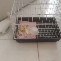 خرگوش سفید|موش و خرگوش|ایلام, |دیوار