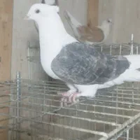 دوکت نسل قدیم