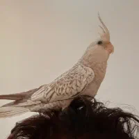 عروس مرواریدی کاملا دستی