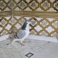 کبوتر بدرنگ .دمگیر|پرنده|شاهین‌شهر, گزبرخوار|دیوار