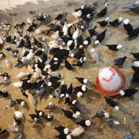 جوجه مرغ خروس سلطان پولند لهستانی زینتی کاکل پاپر