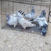 کبوتر شیخی|پرنده|بندر ماهشهر, |دیوار