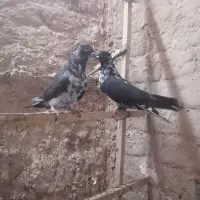 کفتر پرشی|پرنده|قم, باجک دو|دیوار
