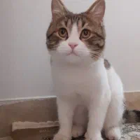 گربه خونگی|گربه|مشکین‌دشت, |دیوار