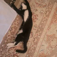 پپر خانم گمشده|حیوانات|یزد, |دیوار