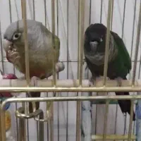 گرینچیک جفت