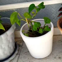 ۳عدد گل با گلدان ۲۵۰