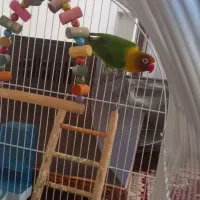 قفس بزرگ +طوطی کوتوله برزیلی