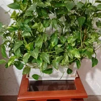 گلدان پتوس بزرگ سبدی طبیعی مخصوص اپارتمان